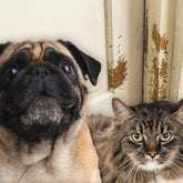 Evermark PETPROOF weatherstrip protector shields door edges from scratches, preserving weather seals and reducing maintenance.
