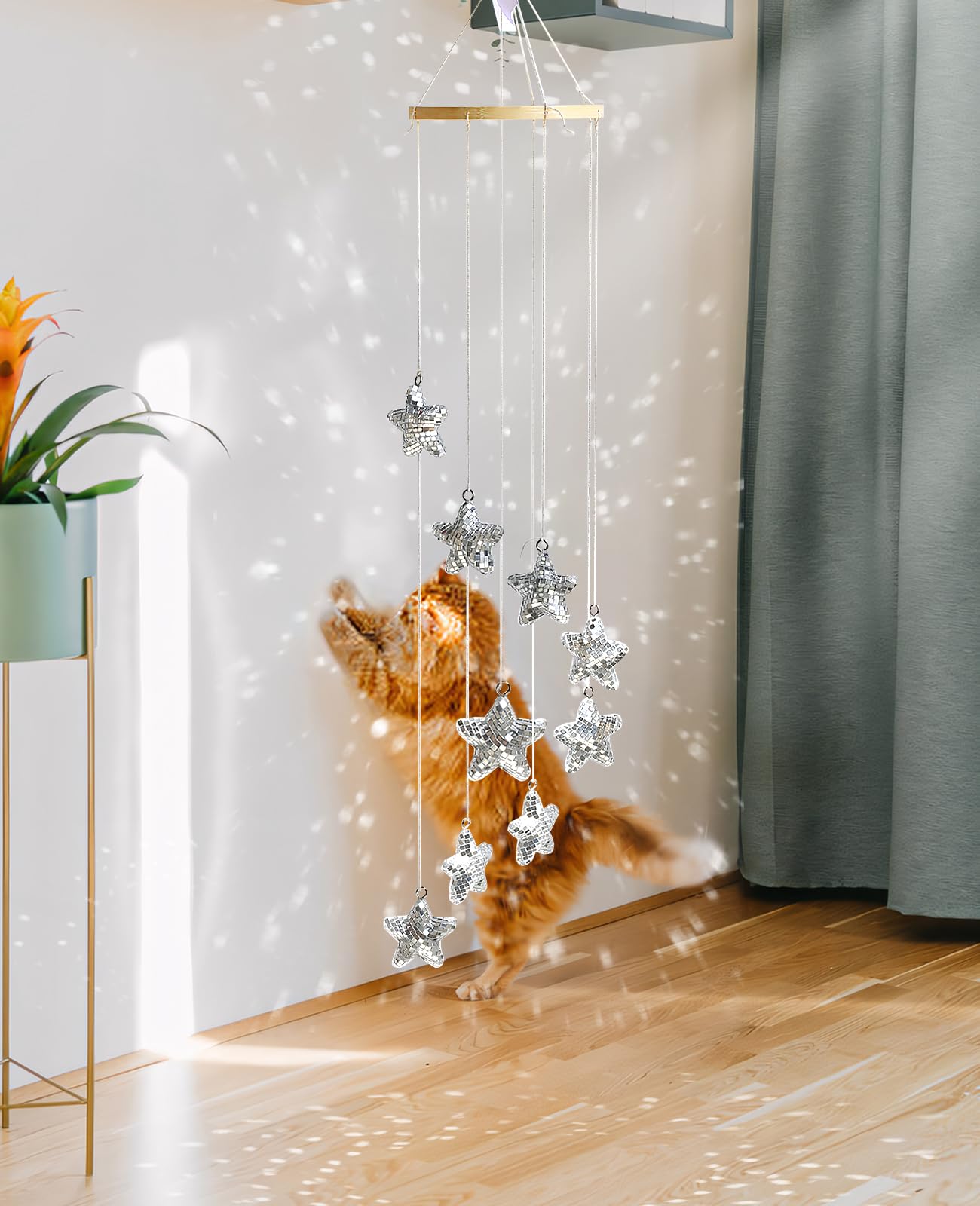 AceList pet-friendly design invites pets to chase reflections