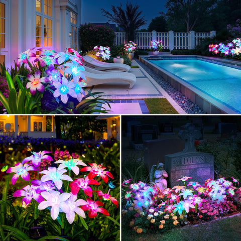 Ahaorigin larger blossoms provide strong visibility and atmospheric glow.