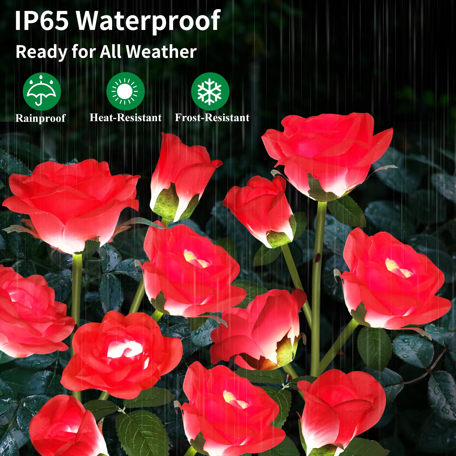 Etre Jeune solar rose lights close-up on leaves and buds for lifelike detail.
