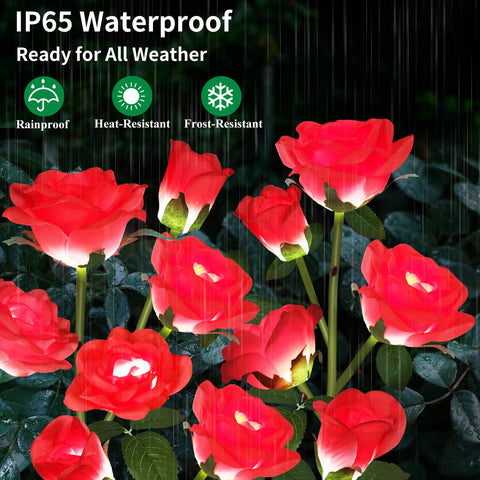 Etre Jeune solar rose lights close-up on leaves and buds for lifelike detail.