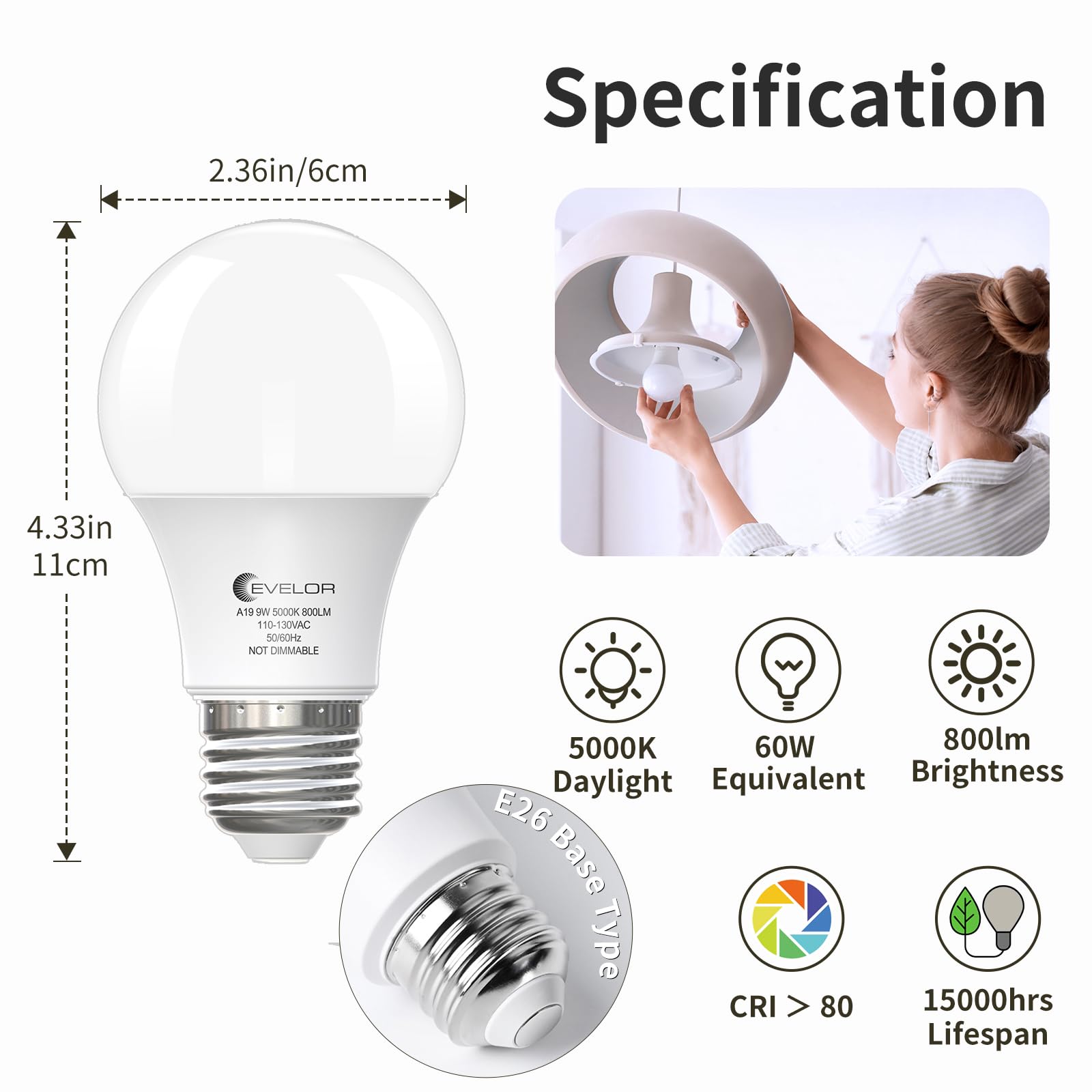 Evelor A19 LED bulbs deliver 800 lumens for bright, everyday visibility.