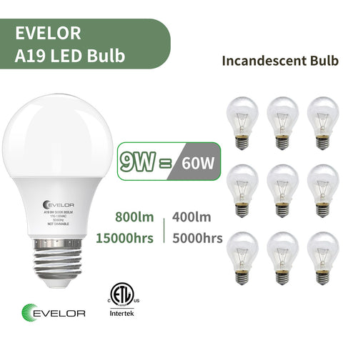 Evelor A19 LED bulbs feature no flicker for steady, eye-friendly light.