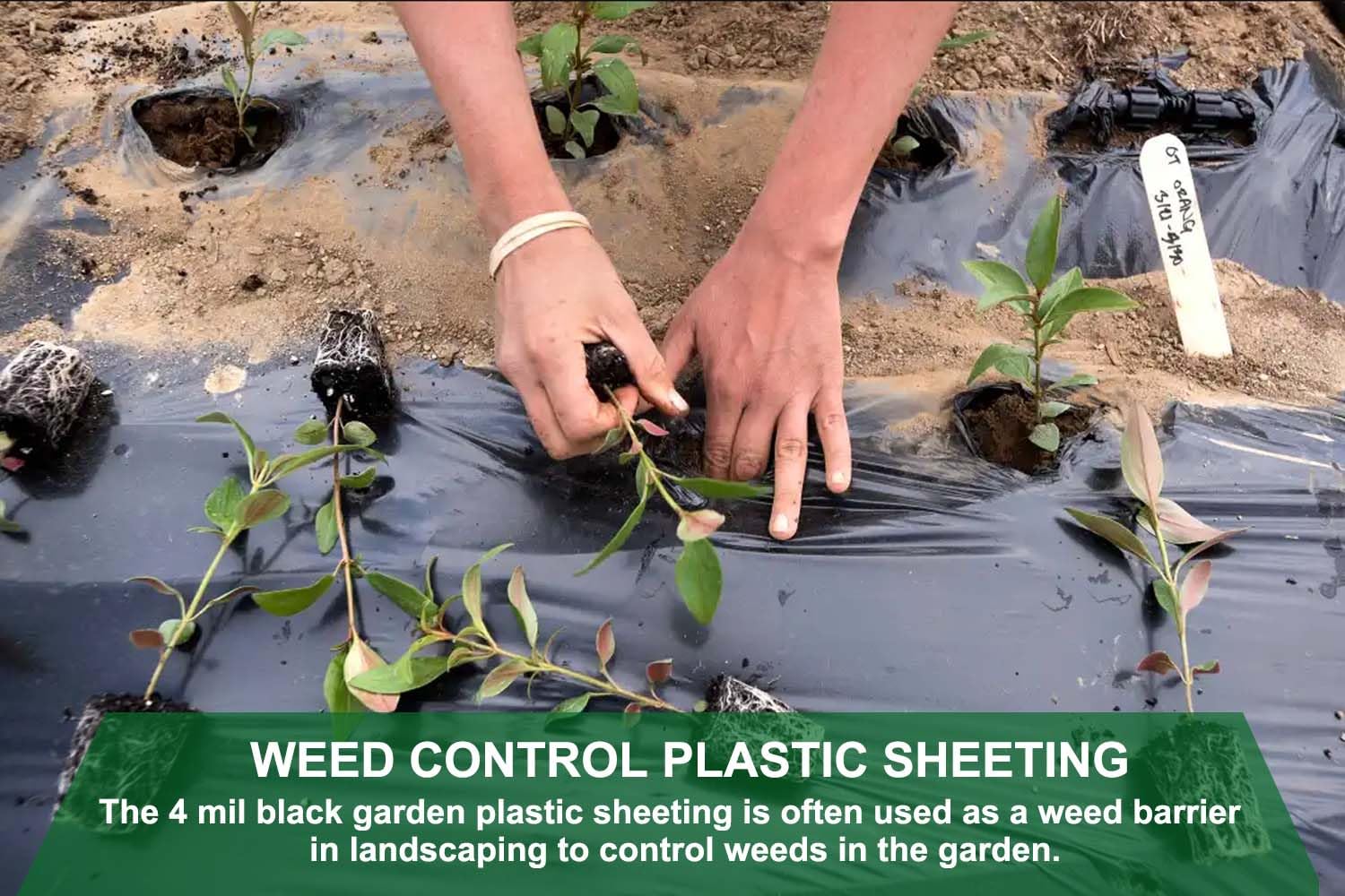 Feitore 4 Mil black plastic sheeting blocks sun for durable landscape fabric use