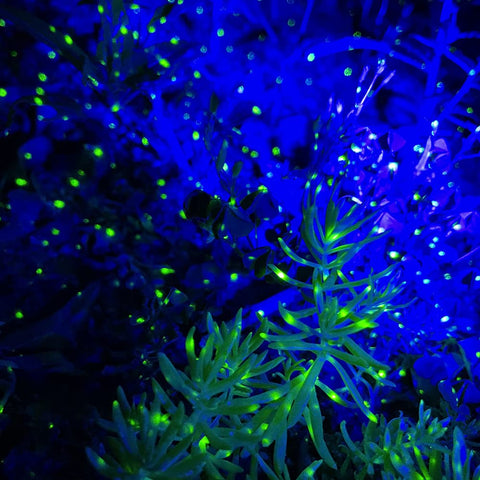 Lunmore Firefly night sky projection onto a surface for instant spectacle