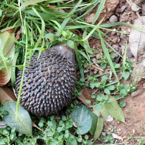 Memeyou geocaching-friendly hedgehog hides keys while blending with nature.