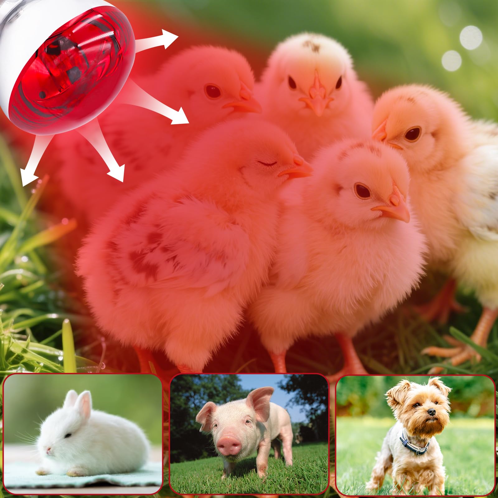 Tujinxiangsheng aluminum-coated glass heat lamp provides intense infrared warmth